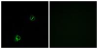 Frizzled-9 Polyclonal Antibody