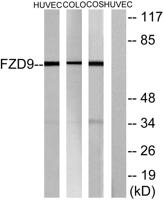 Frizzled-9 Polyclonal Antibody