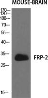 FRP-2 Polyclonal Antibody