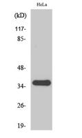 FRP-2 Polyclonal Antibody