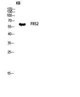 FRS2 Polyclonal Antibody