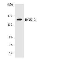 RGS12 Polyclonal Antibody