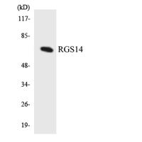 RGS14 Polyclonal Antibody