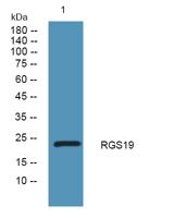 RGS19 Polyclonal Antibody