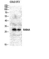 Rab 6A Polyclonal Antibody