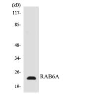 Rab 6A Polyclonal Antibody