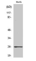 Rab L2A Polyclonal Antibody