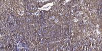 Rab L5 Polyclonal Antibody