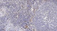 Rab11-FIP1 Polyclonal Antibody