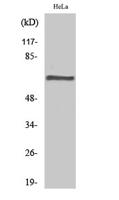 PP2A-Aβ Polyclonal Antibody