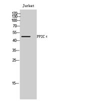 PP2Cε Polyclonal Antibody