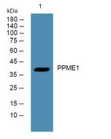 PPME1 Polyclonal Antibody