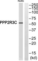 PPP2R3C Polyclonal Antibody