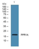 PPR1A Polyclonal Antibody