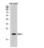 PRAF2 Polyclonal Antibody