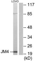 PRAF2 Polyclonal Antibody