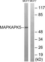 PRAK Polyclonal Antibody