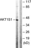 PRAS40 Polyclonal Antibody