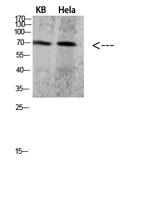 PRC1 Polyclonal Antibody