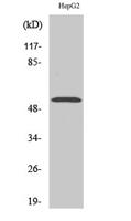 PREP-2 Polyclonal Antibody