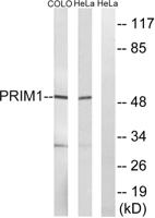 PRIM1 Polyclonal Antibody