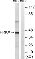 PRKX Polyclonal Antibody