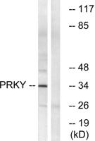 PRKY Polyclonal Antibody