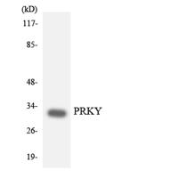 PRKY Polyclonal Antibody