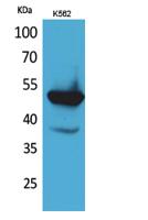 Protein C Polyclonal Antibody