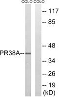 PRPF38A Polyclonal Antibody