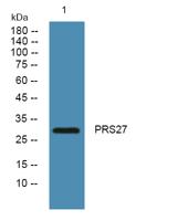 PRS27 Polyclonal Antibody