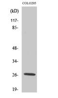 PRSS33 Polyclonal Antibody