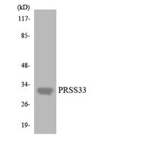 PRSS33 Polyclonal Antibody