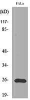 PRX I Polyclonal Antibody