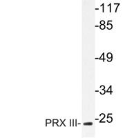 PRX III Polyclonal Antibody