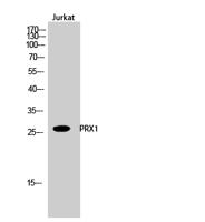 PRX1 Polyclonal Antibody