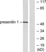 PS-1 Polyclonal Antibody