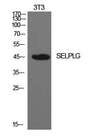 PSGL-1 Polyclonal Antibody