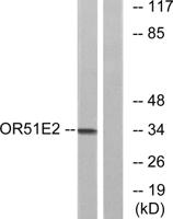 PSGR Polyclonal Antibody