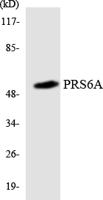 PSMC3 Polyclonal Antibody