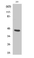 PSMD11 Polyclonal Antibody