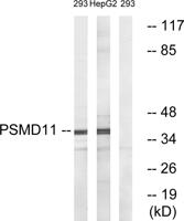 PSMD11 Polyclonal Antibody