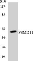 PSMD11 Polyclonal Antibody