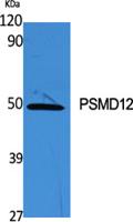 PSMD12 Polyclonal Antibody