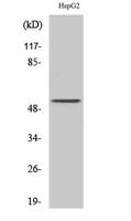 PSMD12 Polyclonal Antibody