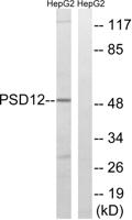 PSMD12 Polyclonal Antibody