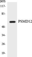 PSMD12 Polyclonal Antibody