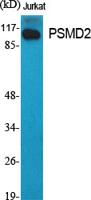 PSMD2 Polyclonal Antibody