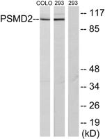 PSMD2 Polyclonal Antibody