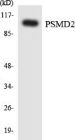 PSMD2 Polyclonal Antibody